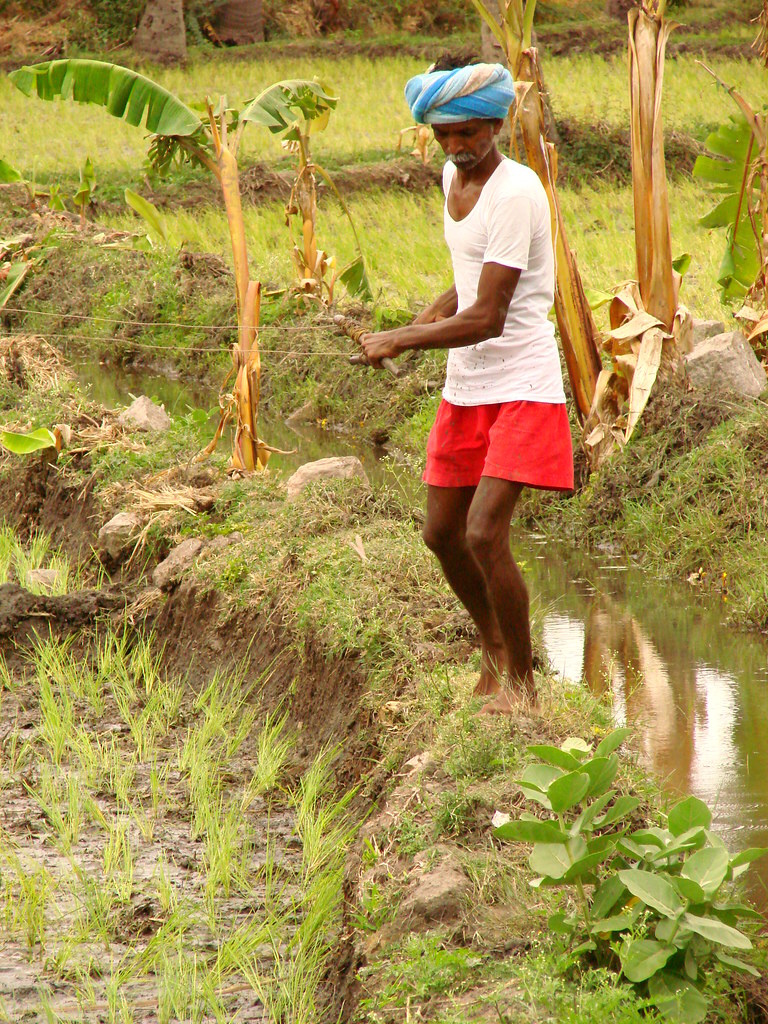 A rice farmer working in a paddy field near Hampi, India