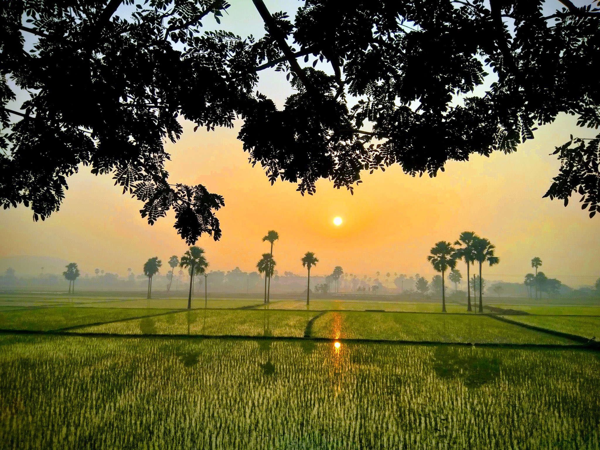 Sunrise over green paddy fields with palm trees in rural Telangana, India